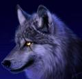 ������ ������� fox_almulla